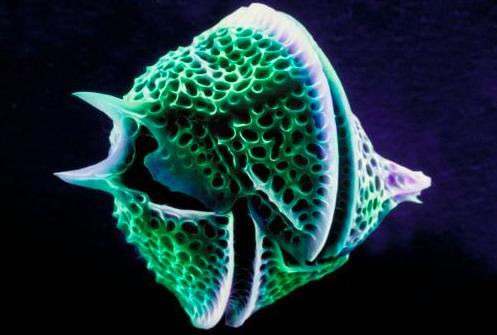 为什么哺乳动物都是4肢,为什么哺乳动物只有一个生殖器官