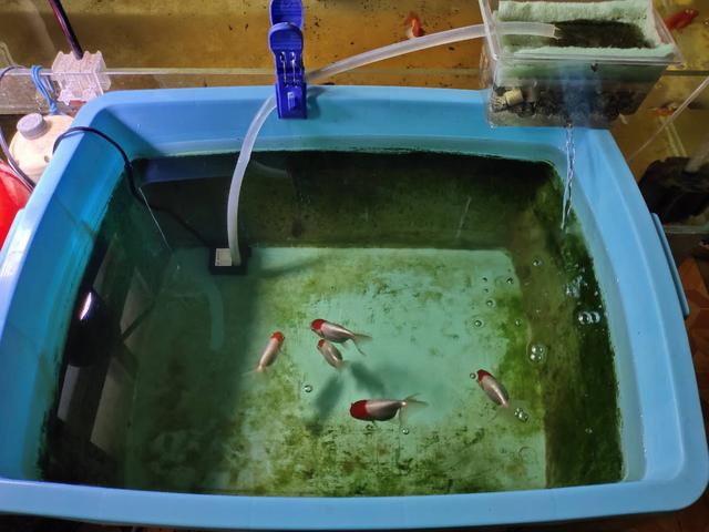 清洗滤棉不伤硝化细菌,滤棉怎么清洗视频教程