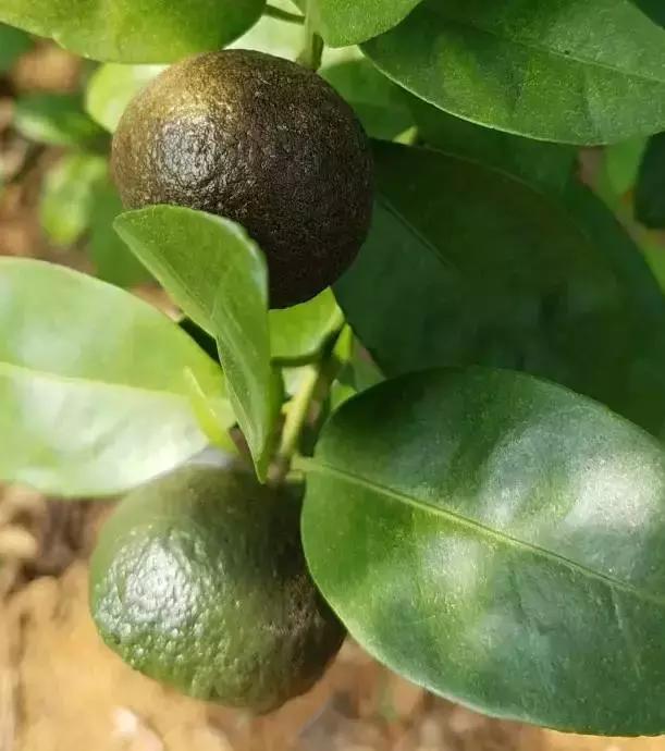 柑橘锈壁虱什么时间发生,柑橘锈壁虱危害图