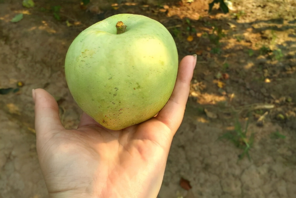 印度青苹果多少钱一斤,印度青苹果几月上市