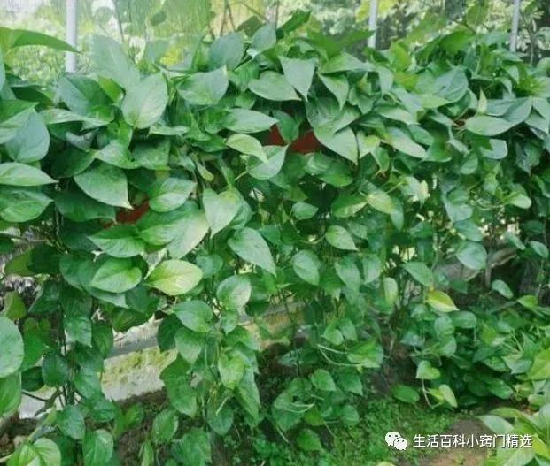 绿萝怎么养长得快不黄叶子不烂根,绿萝怎么养才能不长黄叶更旺盛