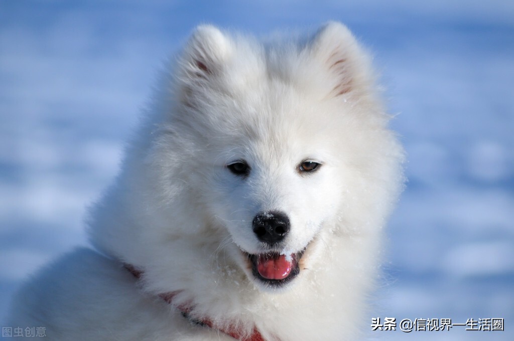 女生养的四种萌宠,最适合女生养的小型萌宠