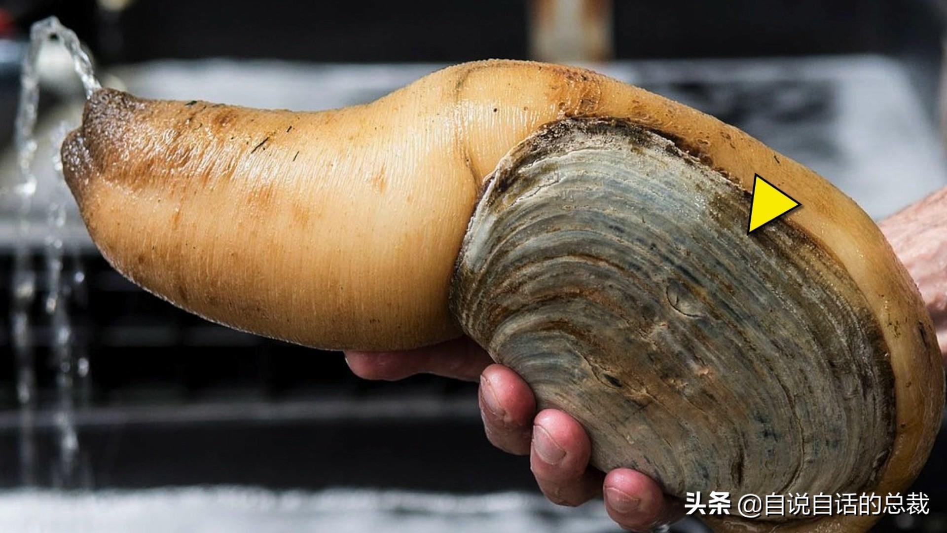 蚶蛤蛏蚬区别,蛤蜊蚶子蛏子区别