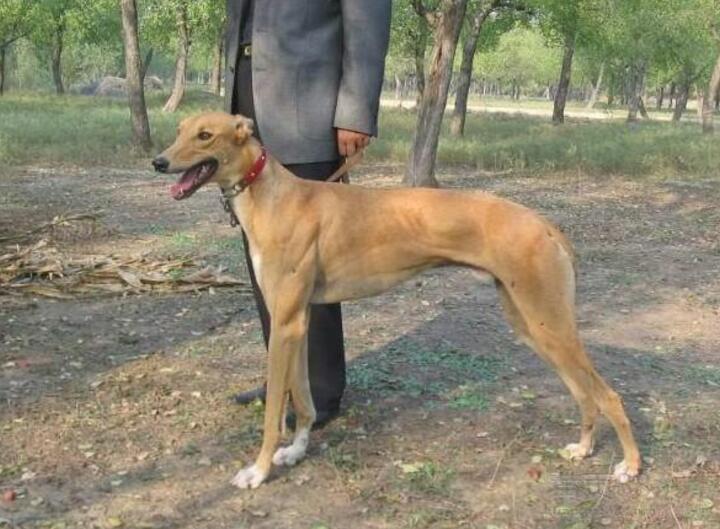 狗狗大便带血怎么办,泰迪狗狗大便有血怎么回事