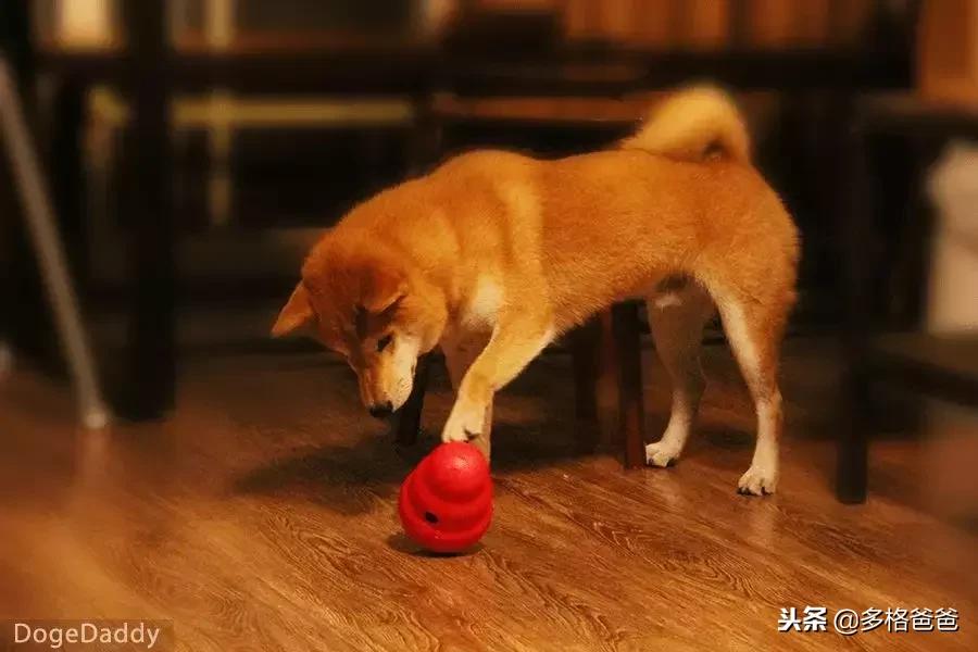 你知道狗狗是什么性格吗,你知道狗狗一些行为有什么含义吗