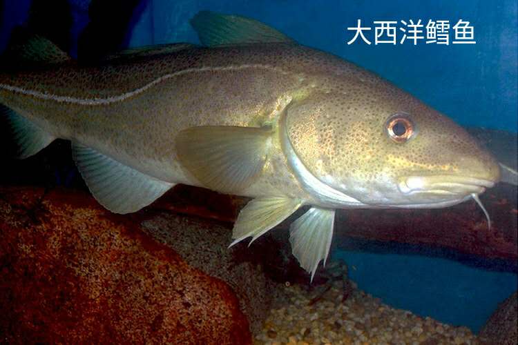 市面上买到的假鳕鱼能食用吗,假鳕鱼跟真鳕鱼区别