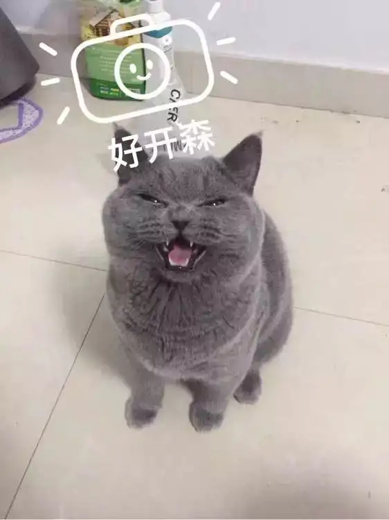 猫鼻支还可以养其它猫吗,猫鼻支还可以养别的猫吗