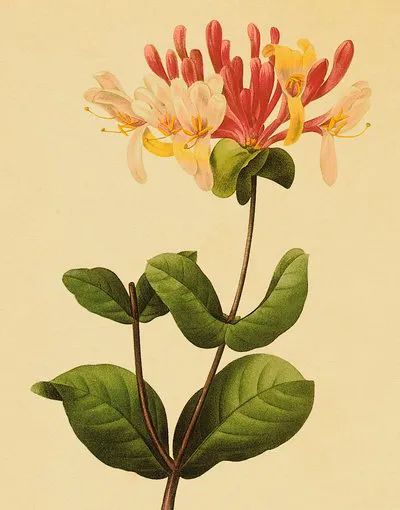 C4N|FLOWER|恣意绽放的秋冬穿衣灵感