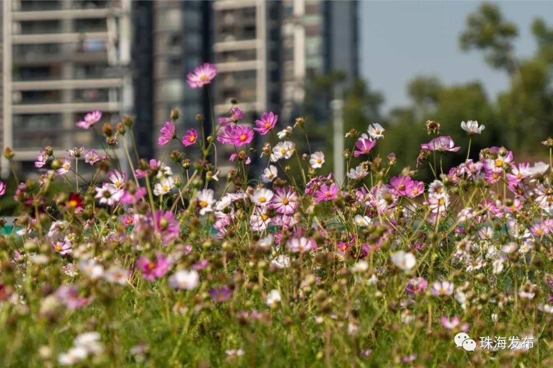 2020美到窒息！珠海的冬天，美炸了