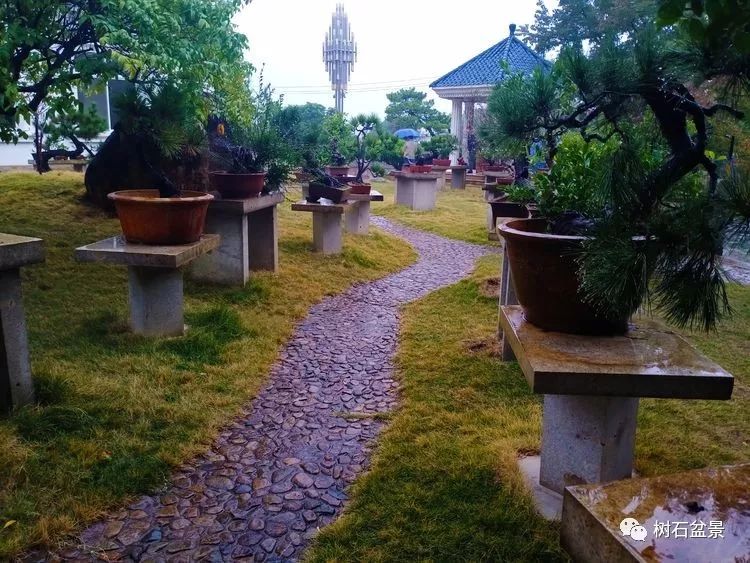 伟大使命复兴中国盆景艺术事业——2019中盆会大事回顾(下篇)