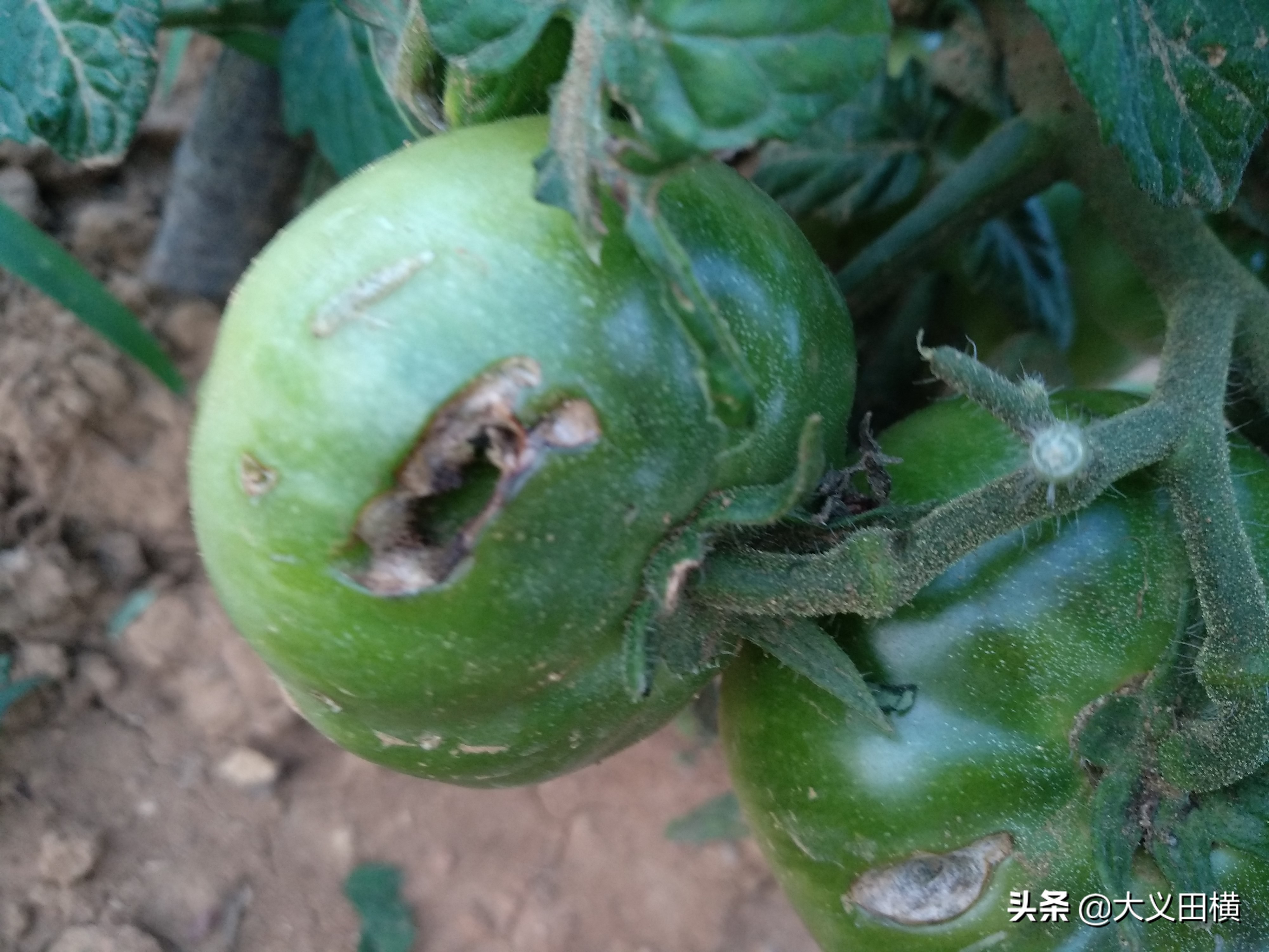 如何防喜鹊啄水果,喜鹊祸害玉米苗怎么办