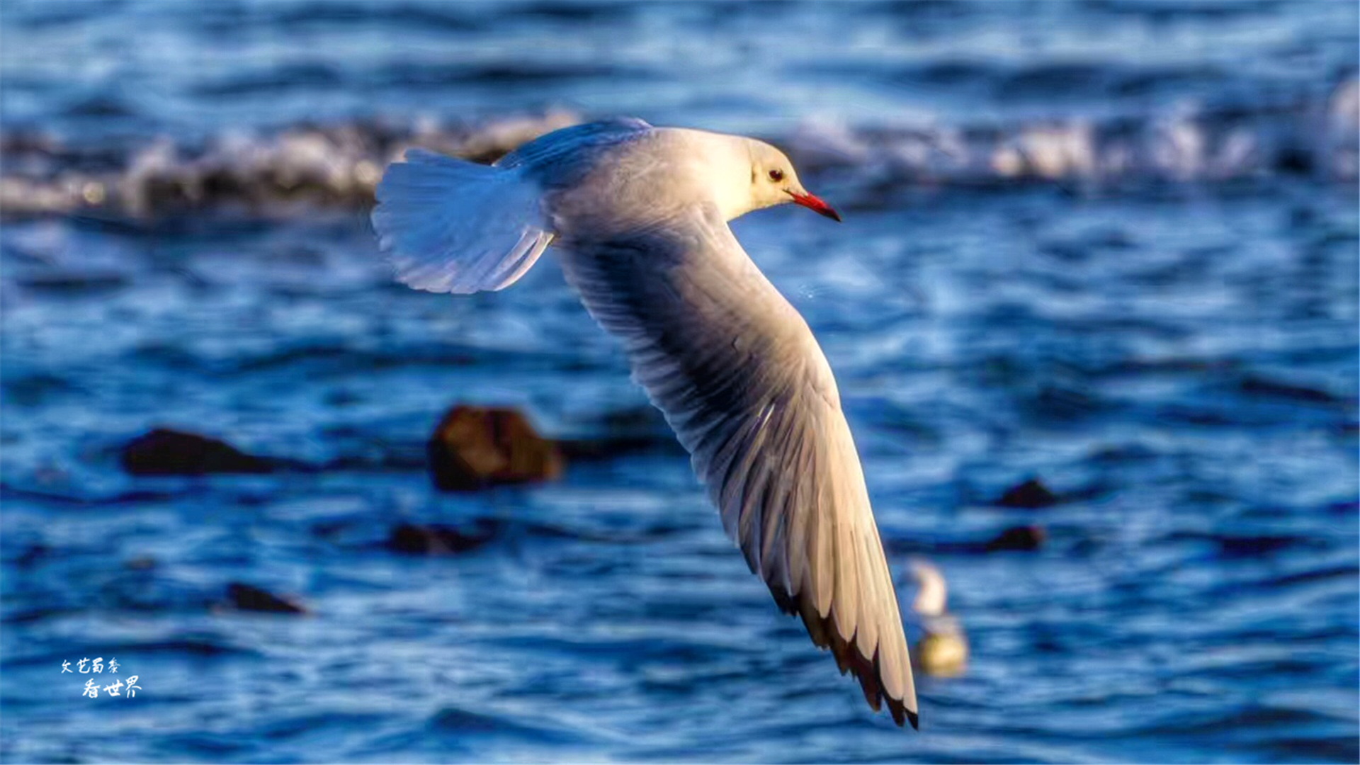 青岛市宜居的养老城市,青岛有山有水适合养老居住的地方