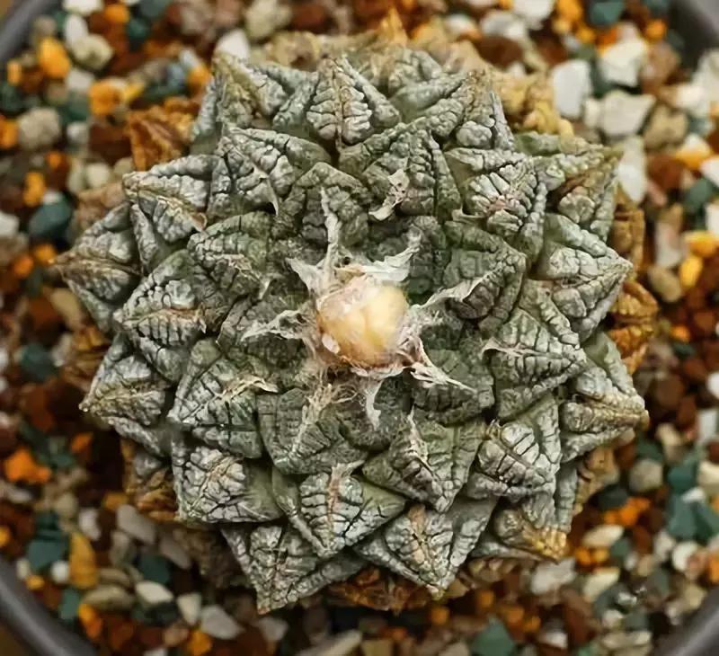 天价名贵药材,最贵的植物排行榜前十名