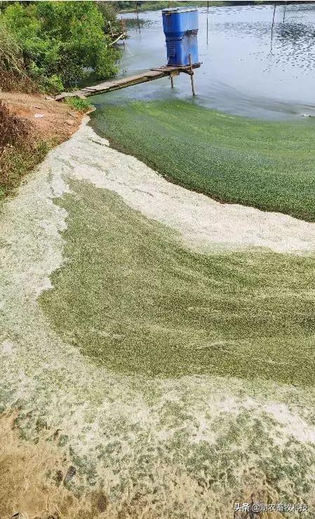 污水池长绿藻怎么办,污水处理池长青苔怎么处理