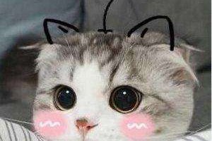 日漫中白发蓝眼还逗比的男神,日漫男神前100名排行榜