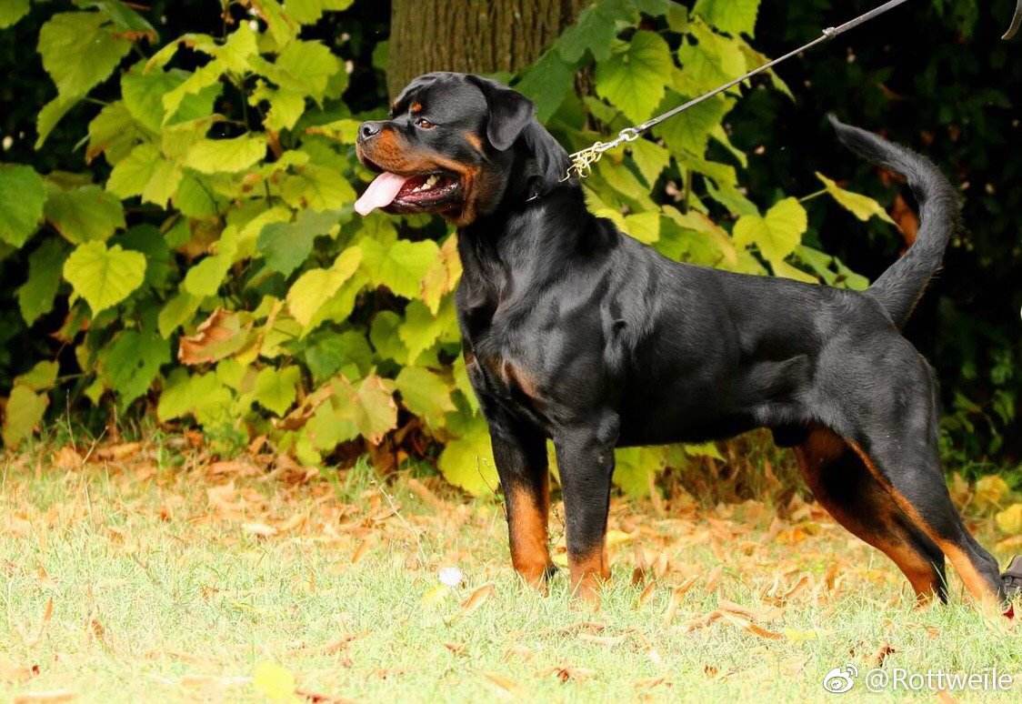 罗威纳和马犬打架谁厉害,罗威纳和马犬打起来的画面