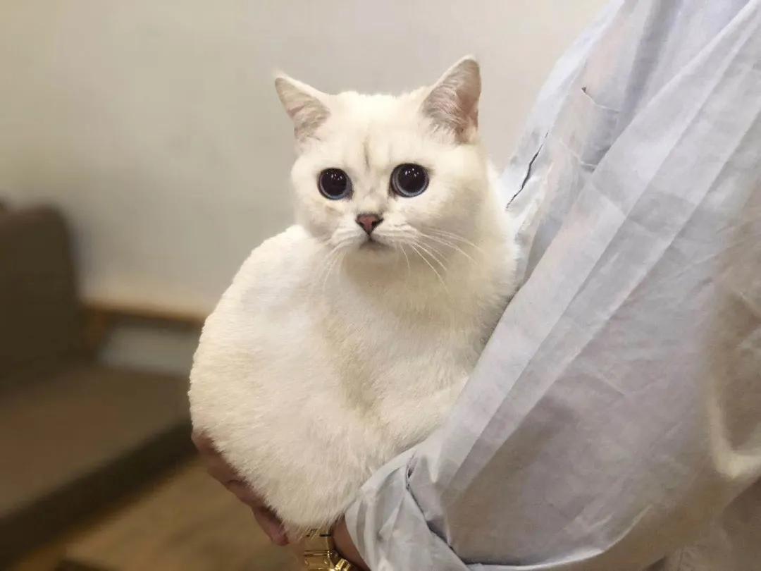 和宠物交流说什么,宠物谈恋爱怎么回事