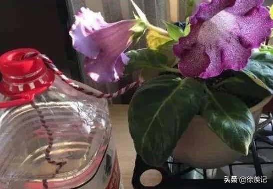 人不在家花草怎么浇水最好,人不在家花浇水小技巧