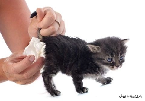 猫咪粪便检测出菌群超标,猫咪腹泻吐白色泡沫食欲还行