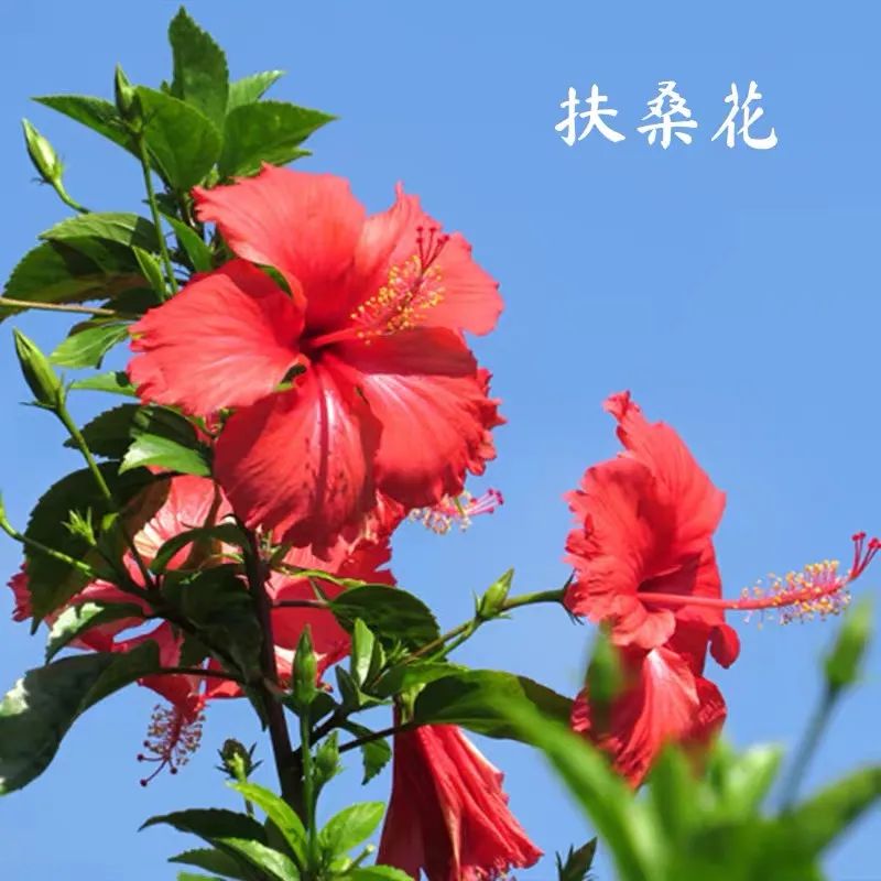 扶桑花养护方法大全,春天养这7种花