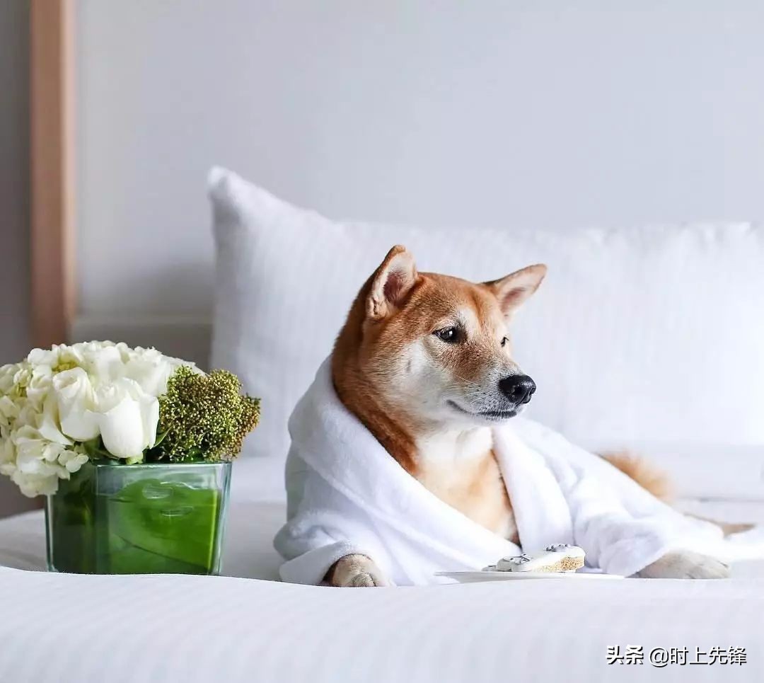 当狗狗穿上服装有多帅,当狗狗照镜子后发现自己是一只狗