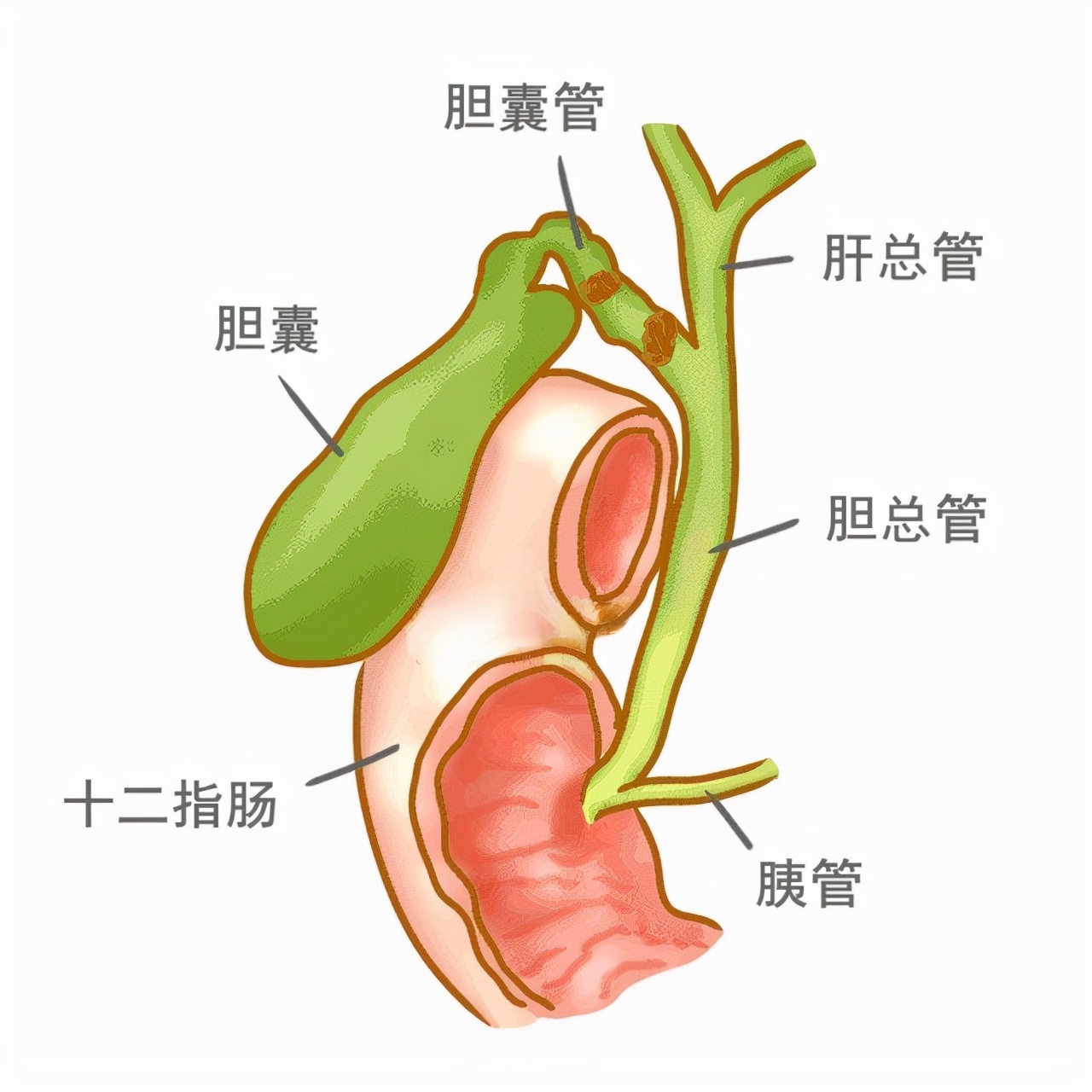 胆结石疼痛为什么发作在晚上,胆结石发作为什么都在后半夜