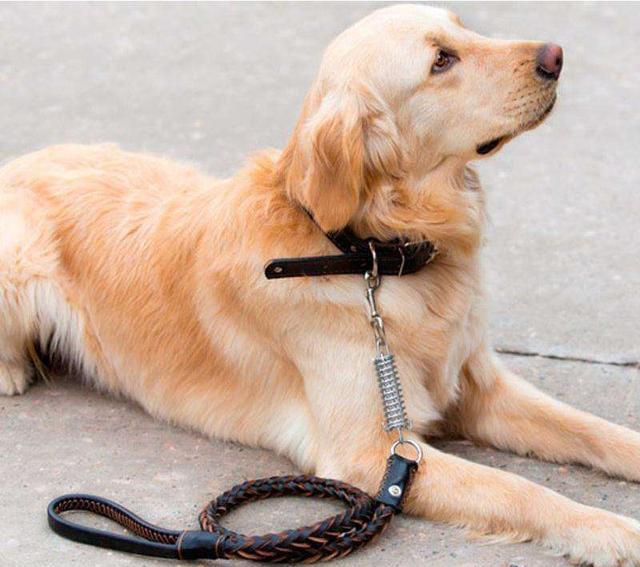 教狗几天训练一个动作,一周训练狗狗上厕所