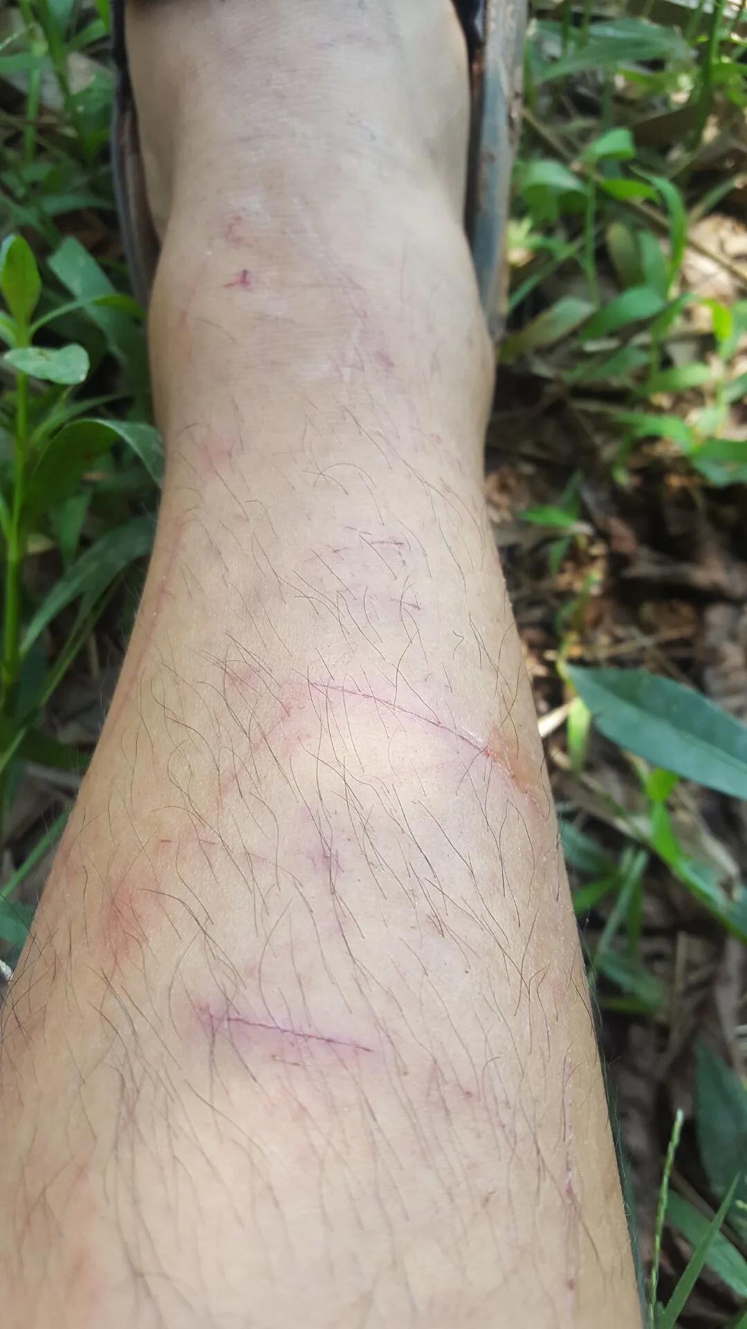 鸡枞菌菇,野生鸡枞