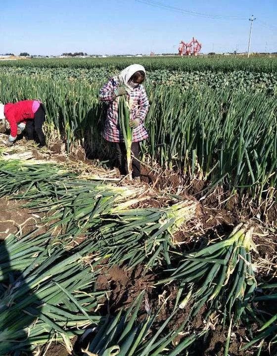 葱是菜还是调料,葱是荤