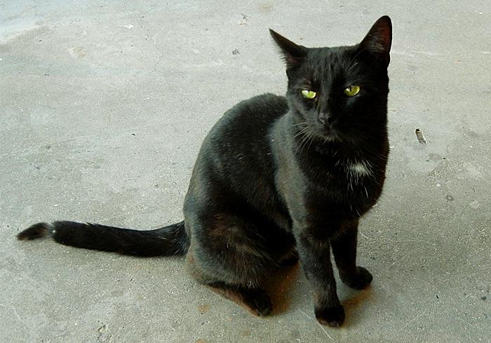 猫咪真的是养不熟的白眼狼么,猫咪老年痴呆