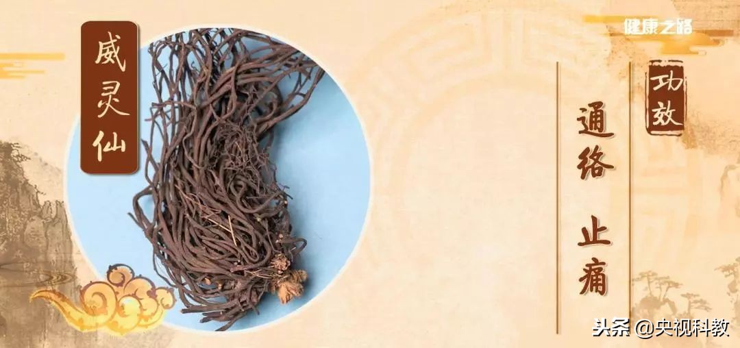 通经络的植物有哪些,绿植哪些有药用价值