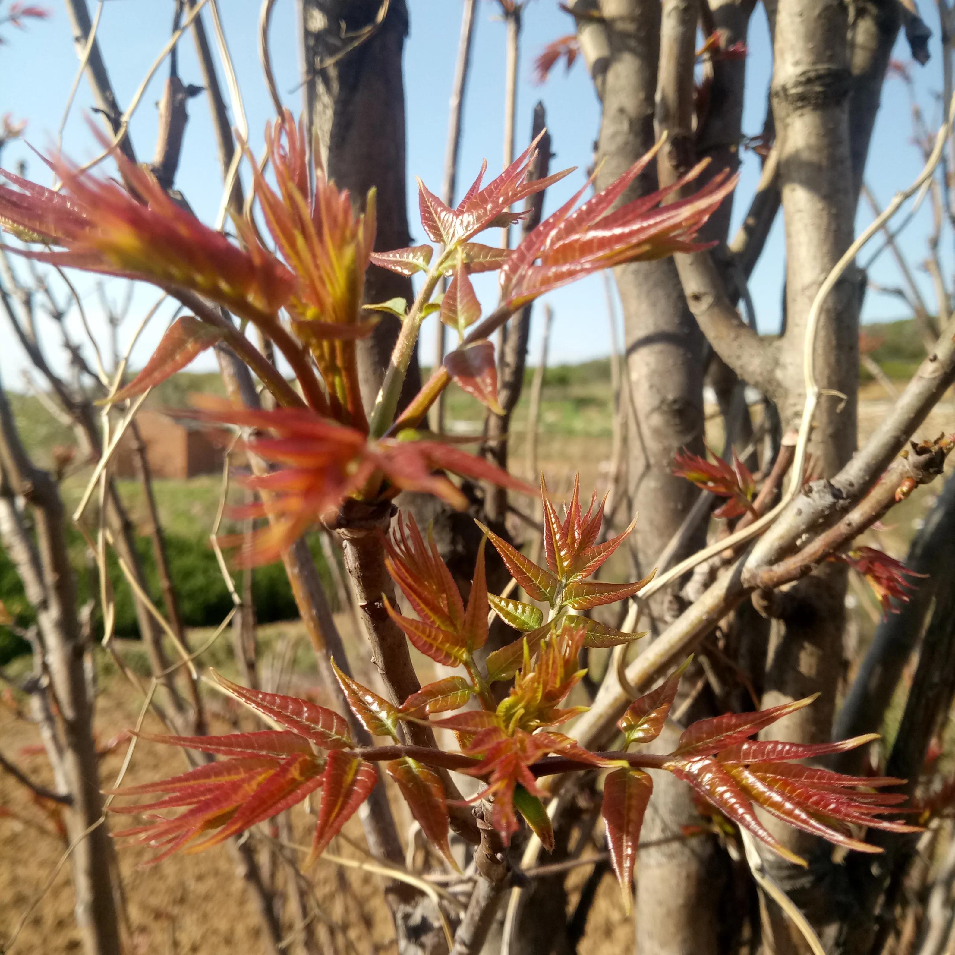 四季应季水果蔬菜,一年四季的时令蔬菜水果