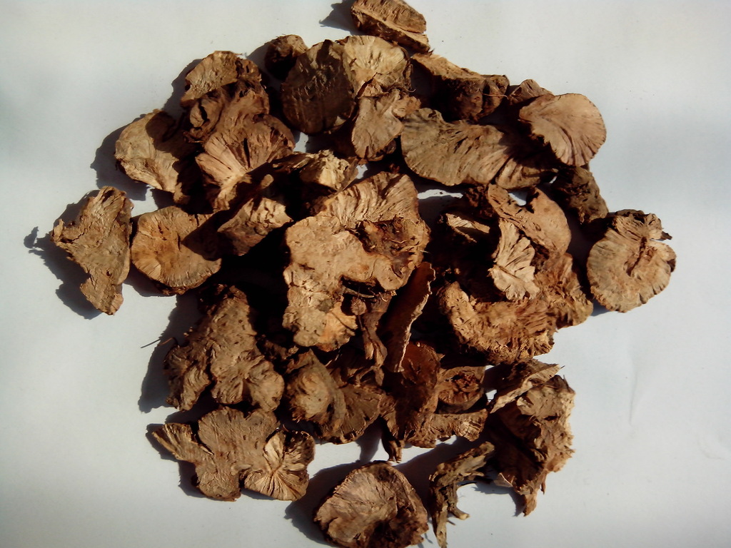 金荞麦四川怎么叫,金荞麦别名是不是土茯苓