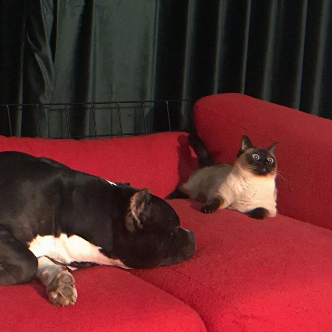 一只鸭子一万五元,一只鸭子一万多