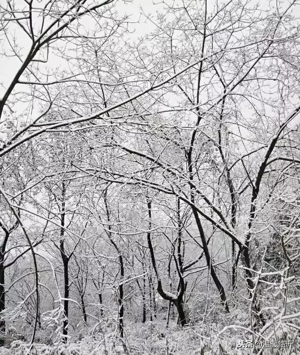 雪后的临沭小城，美得令人窒息