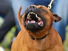 狗狗脾气变暴躁的原因及解决方法,狗狗脾气不好总咬人怎么回事