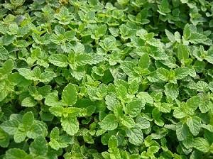 香草花园（1）|享受采摘薄荷和使用新鲜香草来调味乐趣