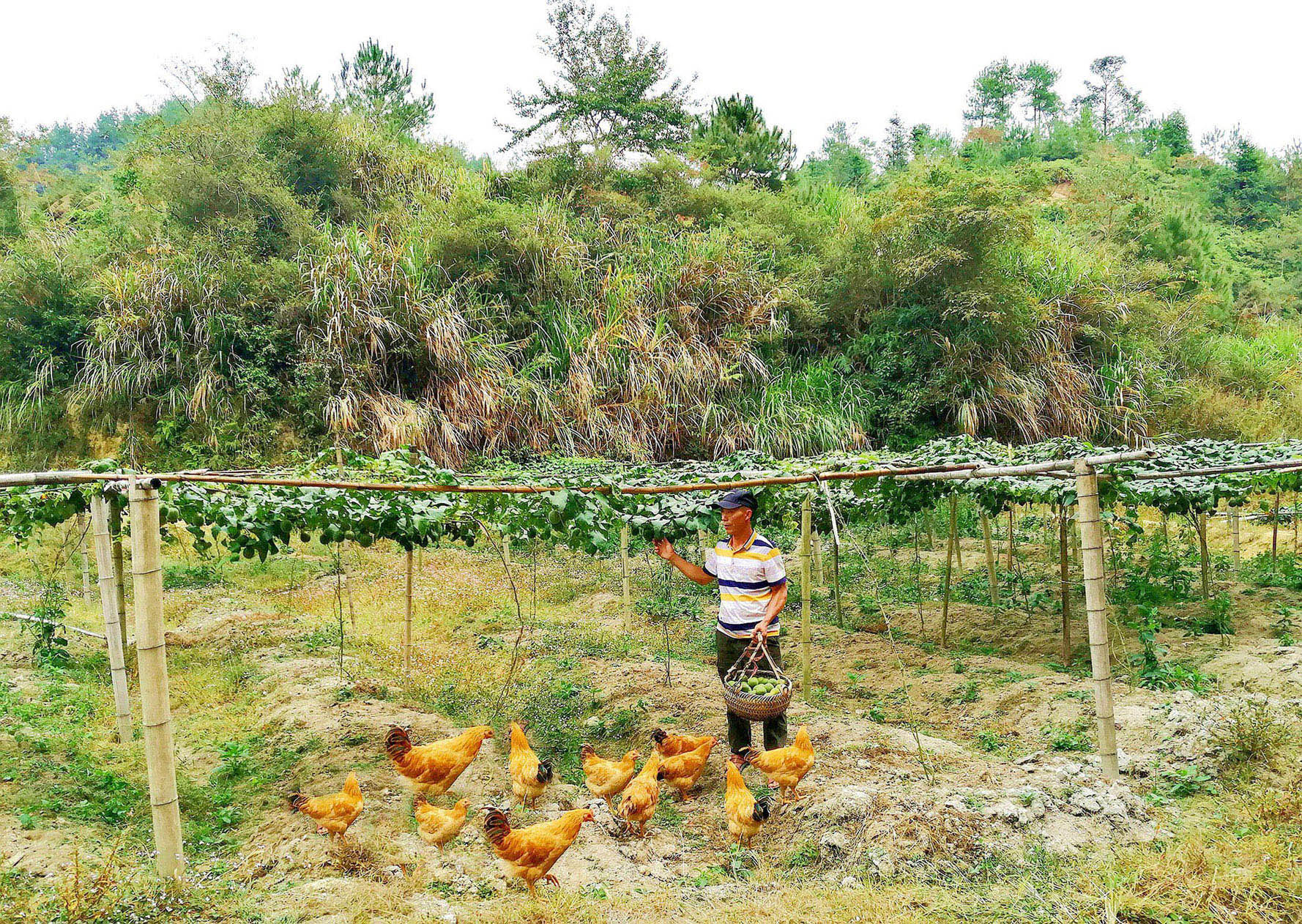 龙岩连城县詹堂清试种成功致富果