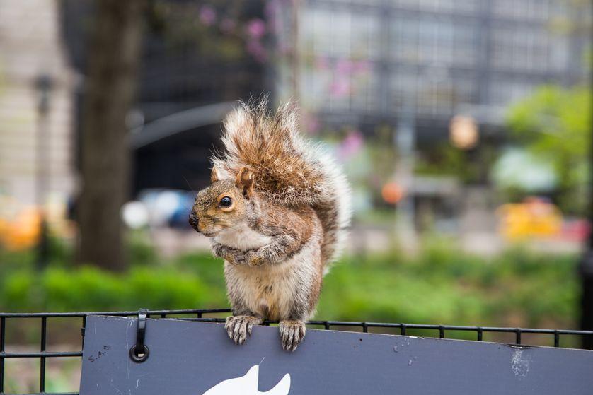 关于松鼠的描述,关于松鼠的内容简介