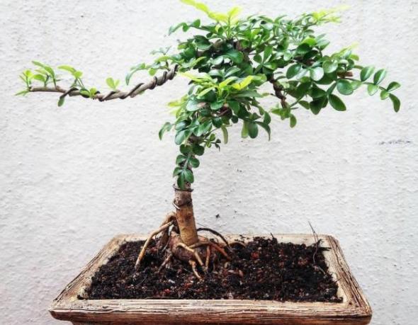还在为胡椒木盆景秃顶烦恼?只要掌握这五点,一年四季清香四溢