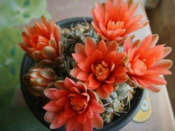 仙人球开花多盆栽品种大全,仙人球会开花还特别漂亮