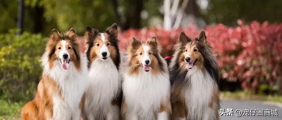 宠物粪便属于什么垃圾,垃圾分类猫砂粪便怎么归类