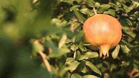 荥阳市软籽石榴基地在哪里,荥阳的软籽石榴基地在什么地方