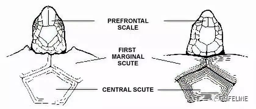 红腿陆龟拉稀怎么办,红腿陆龟雄性与雌性的区别