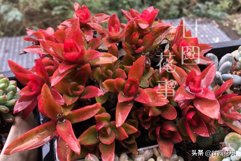 哪些多肉冬季怕冻,什么多肉抗冷耐寒好养