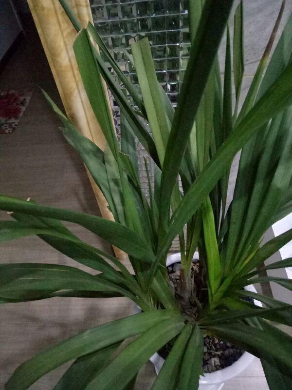 养花发黄,养花个别叶子干枯