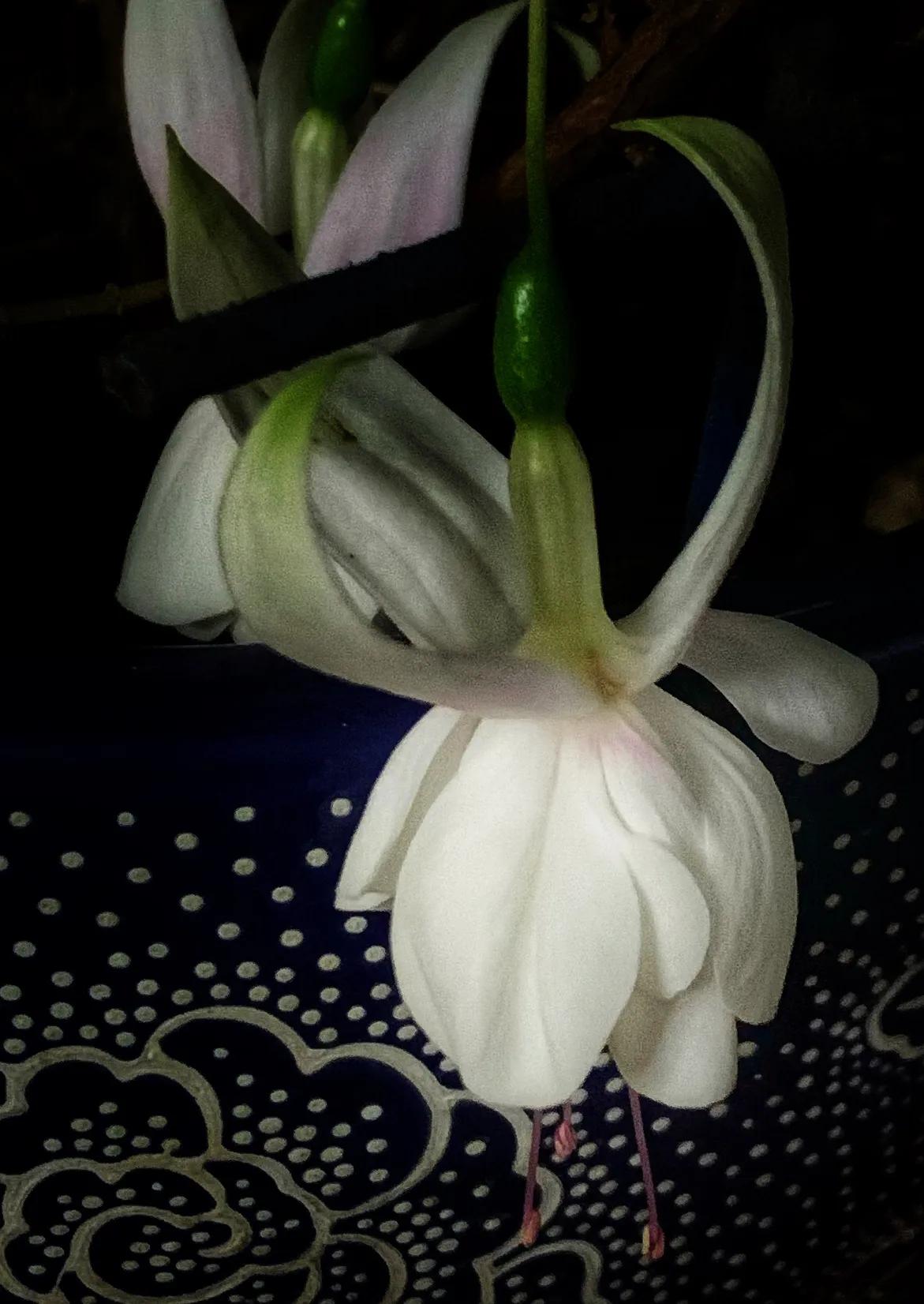 冬日里的鲜花依然盛开,冬日里盛开的第一朵鲜花