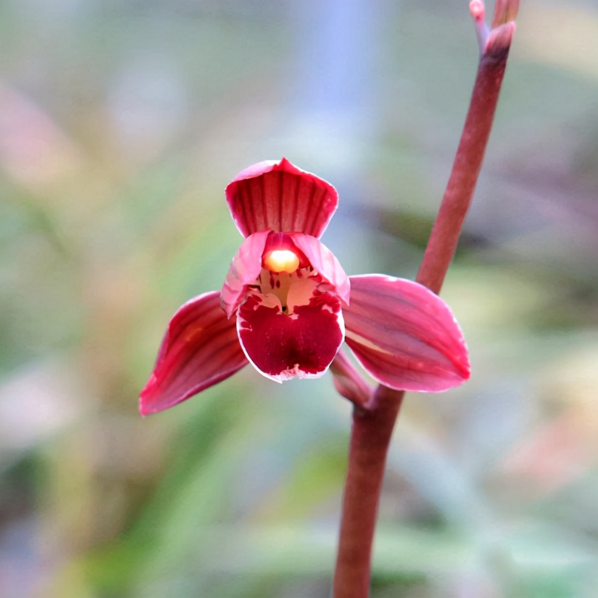 这种顶级红素，好养又好看，便宜又高雅，让人百看不厌