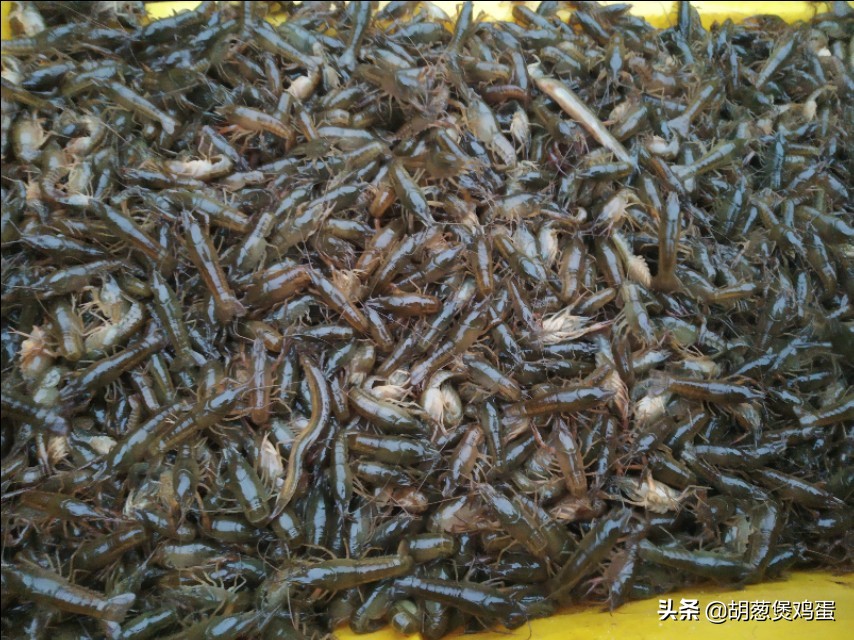 小龙虾养殖怎么管理,小龙虾地笼养殖
