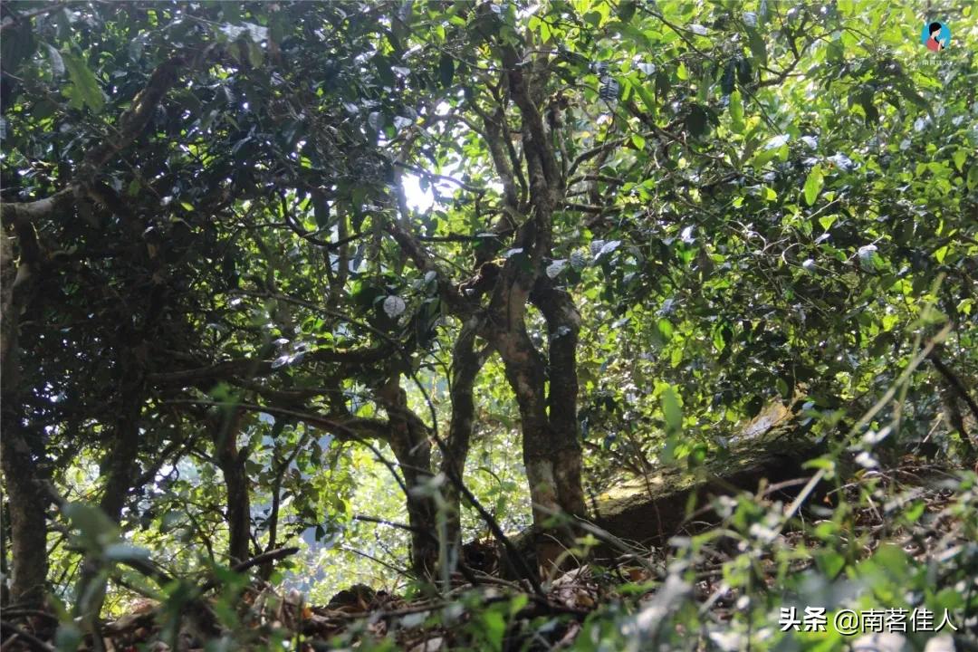 云南红茶质量好的品牌,云南有名的红茶